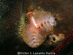 christmas tree at steps dive site in parguera wall by Victor J. Lasanta Garcia 
